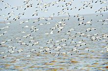 黃河三角洲濕地成為鳥類天堂