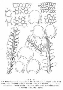 紫紅葉苔 紫紅葉苔