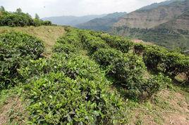 馬湖雀舌 馬湖雀舌