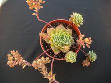 ‘Jade&iacute;ta’