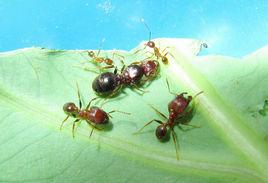 褐大頭蟻 褐大頭蟻