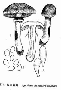 紅肉菇
