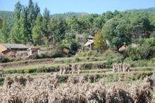 新發村[雲南省會澤縣待補鎮新發村]