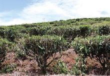 雲南普洱茶集團-大黑山生態茶園