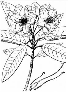 光枝杜鵑 光枝杜鵑