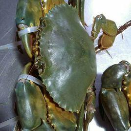 台山青蟹 台山青蟹