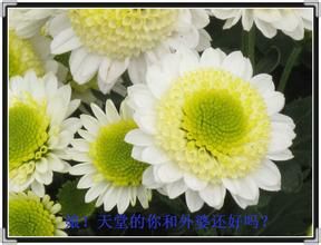 茪艼茽菊 茪艼茽菊