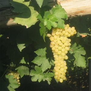 白羽葡萄