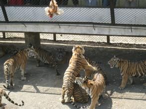 哈爾濱虎園 哈爾濱虎園