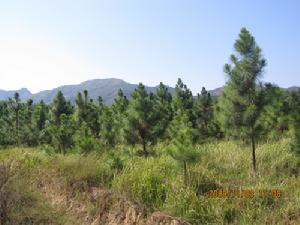 牛角圩村 牛角圩村