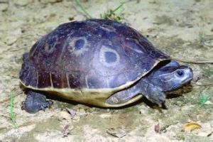 眼斑沼龜