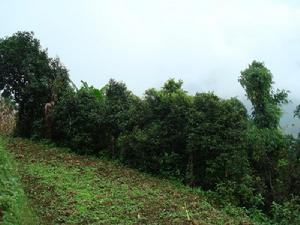 （圖）種植業_茶葉