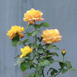 鄉戀[薔薇屬月季栽培品種]