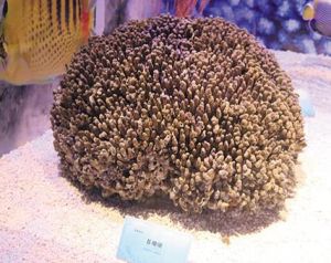 蒼珊瑚