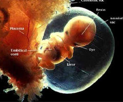 胚胎