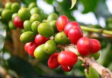 珍貴的苦茶油油質溫和