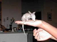 多毛犰狳 多毛犰狳