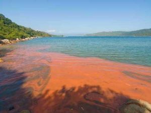 沙洲及龍鼓洲海岸公園 沙洲及龍鼓洲海岸公園