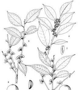 長尾冬青(原變種) 長尾冬青(原變種)