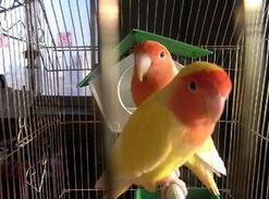 臉牡丹鸚鵡 臉牡丹鸚鵡