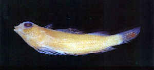 矮雙線䲁 矮雙線䲁