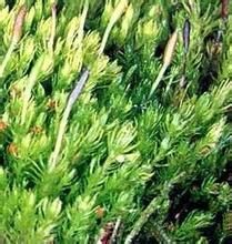 細鱗苔屬 細鱗苔屬