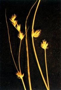 絲引苔草 絲引苔草