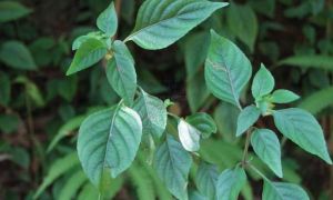 腎苞草亞族 腎苞草亞族