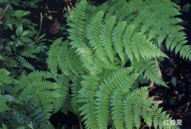 小葉紅腺蕨 小葉紅腺蕨