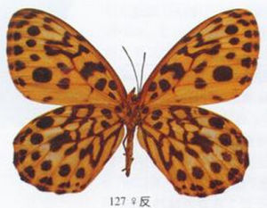 豹眼蝶 豹眼蝶