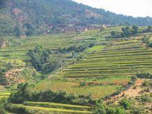 雙梨樹村---水稻田