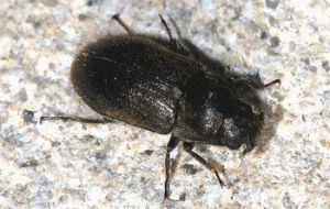 毛泥甲科 毛泥甲科