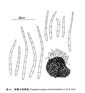 鍾萼木假尾孢