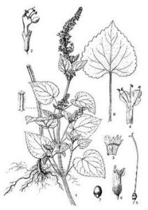 異野芝麻屬 異野芝麻屬