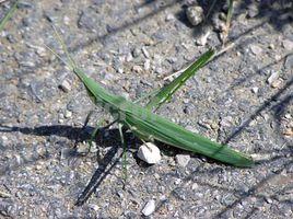 中華蚱蜢 中華蚱蜢