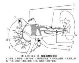 胰腺移植術 胰腺移植術