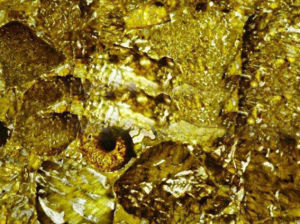 黃珊瑚 | Yellow coral |