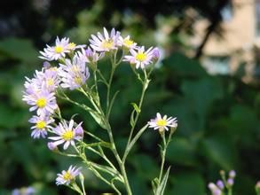 等毛短舌紫菀 等毛短舌紫菀