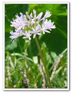 （圖）紫君子蘭