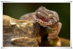 （圖）鉛山壁虎