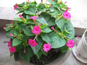 紫茉莉圖片欣賞