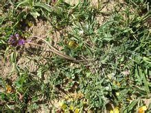 二裂棘豆 二裂棘豆