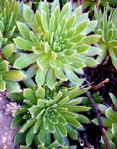 毛葉蓮花掌 毛葉蓮花掌