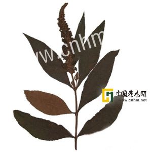 大序醉魚草 大序醉魚草