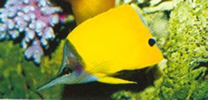 長吻鑷口魚 長吻鑷口魚