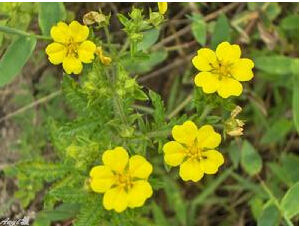 大花委陵菜 大花委陵菜