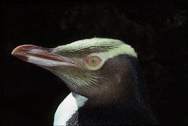 黃眼企鵝 黃眼企鵝