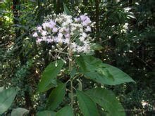 狹長斑鳩菊 狹長斑鳩菊