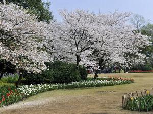 太子灣公園櫻花
