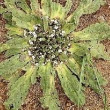 鶴慶微孔草 鶴慶微孔草